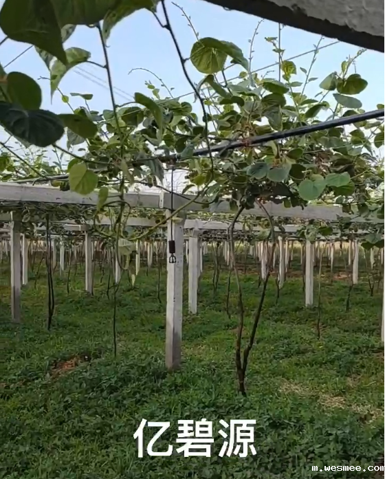 倒挂微喷批发价格