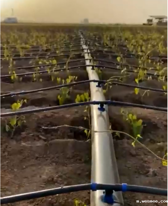 大棚滴灌现场