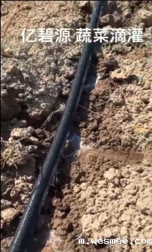 米兰电竞下载入口蔬菜滴灌