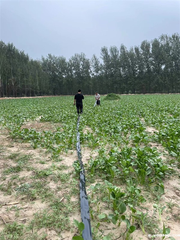 山东青菜地滴灌批发