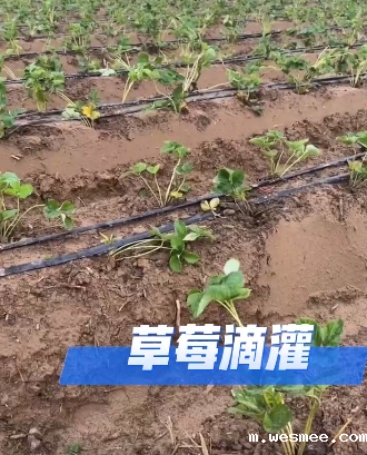 草莓滴灌