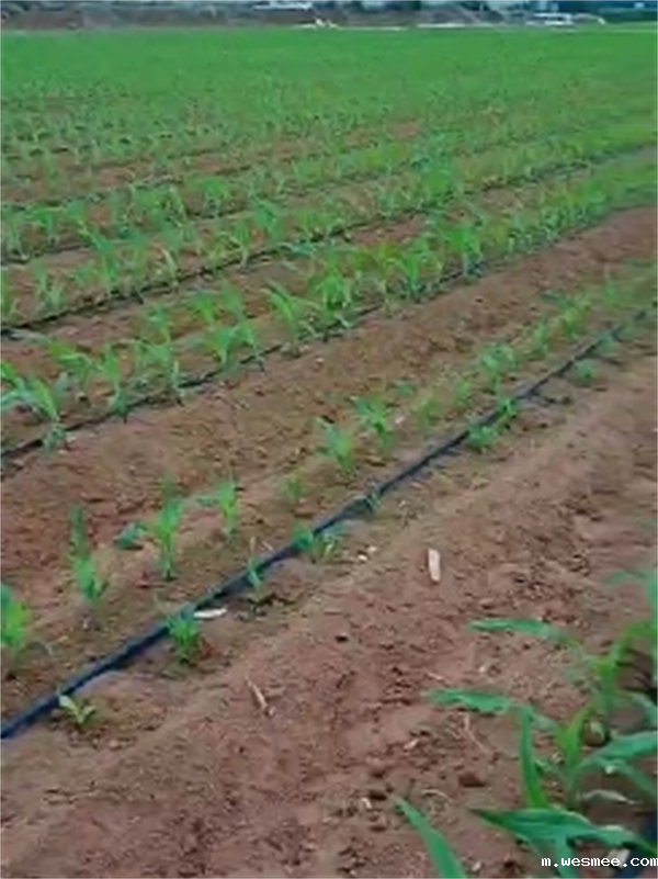 山东微喷带厂家